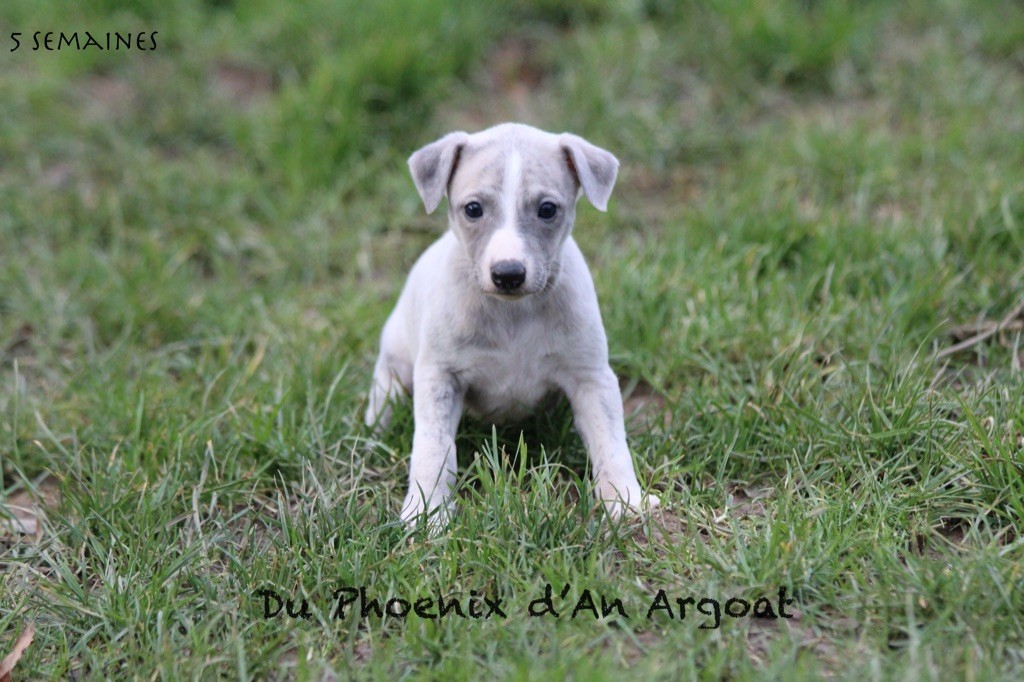 Du Phoenix D'an Argoat - Chiot disponible  - Whippet