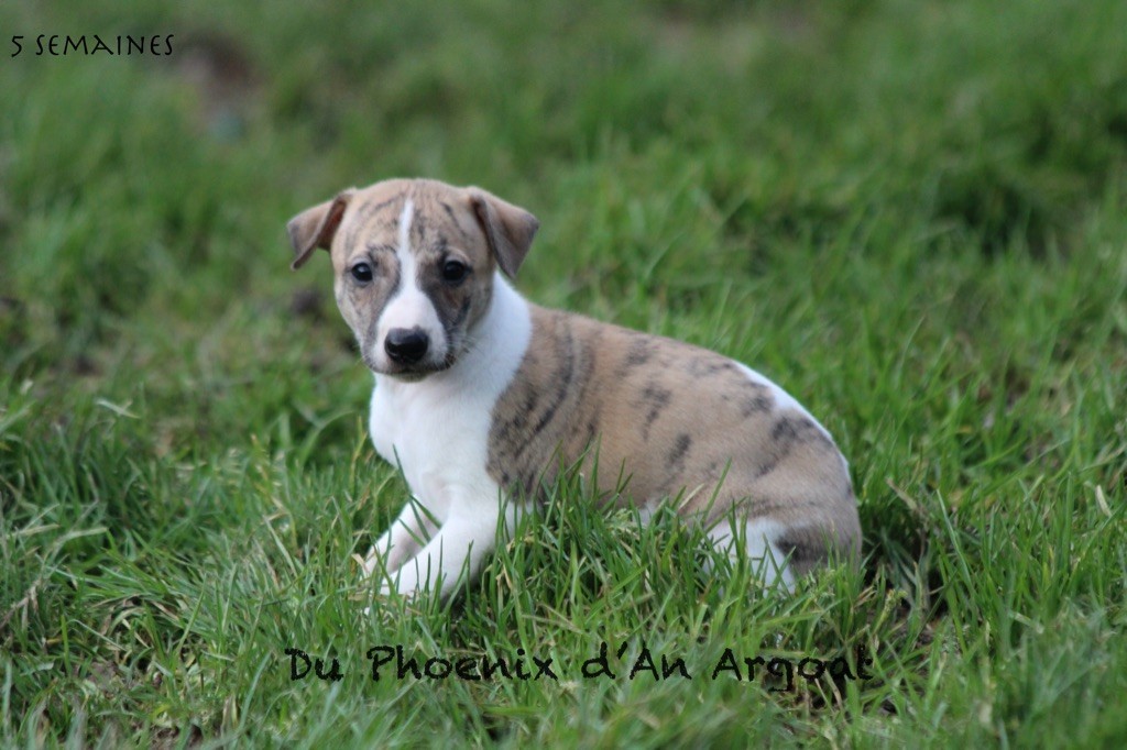 Du Phoenix D'an Argoat - Chiot disponible  - Whippet