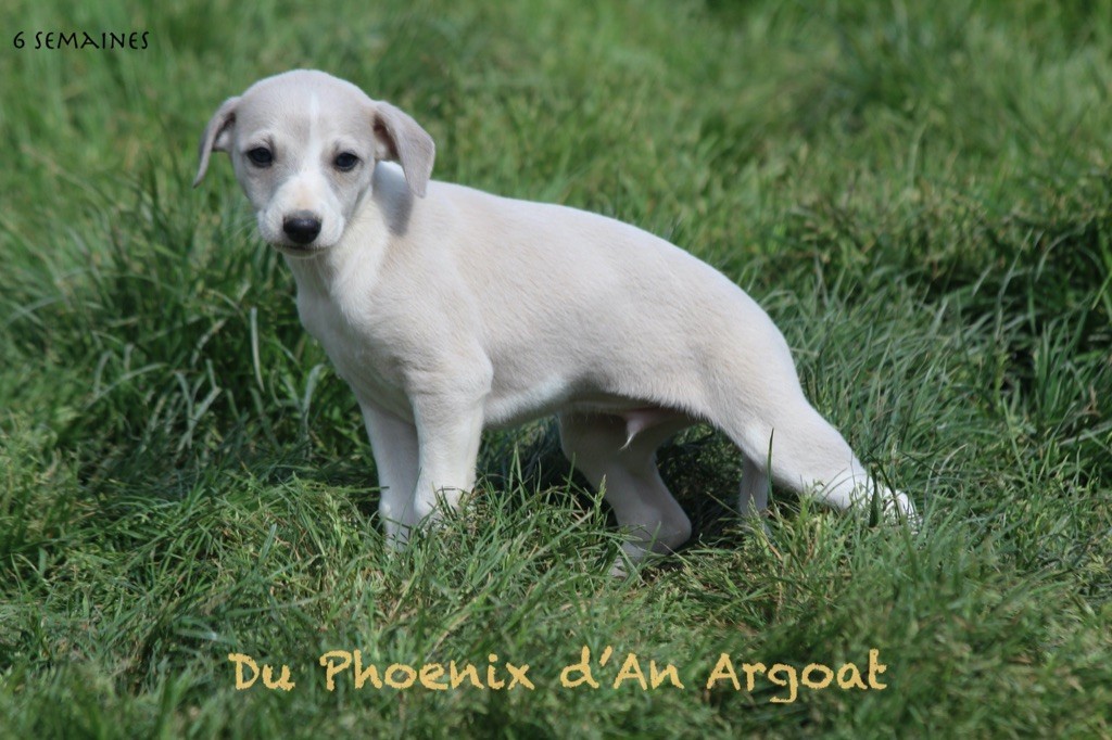 Du Phoenix D'an Argoat - Chiot disponible  - Whippet