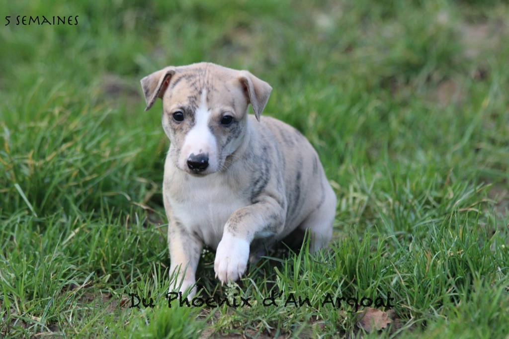 Du Phoenix D'an Argoat - Chiot disponible  - Whippet