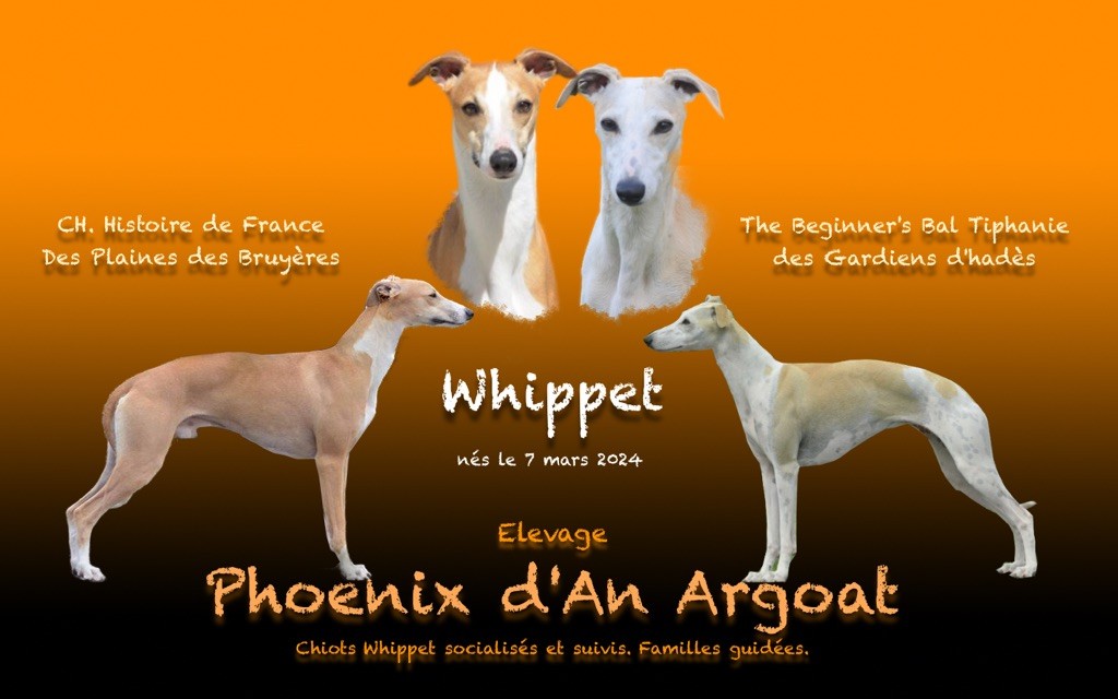 chiot Whippet Du Phoenix D'an Argoat