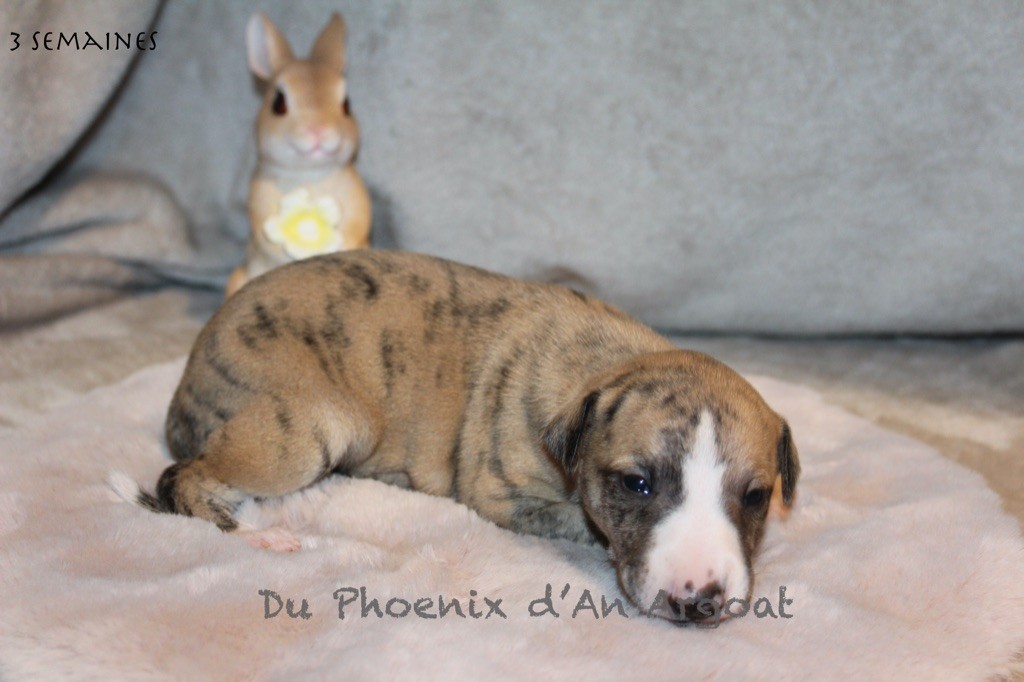 Du Phoenix D'an Argoat - Chiot disponible  - Whippet