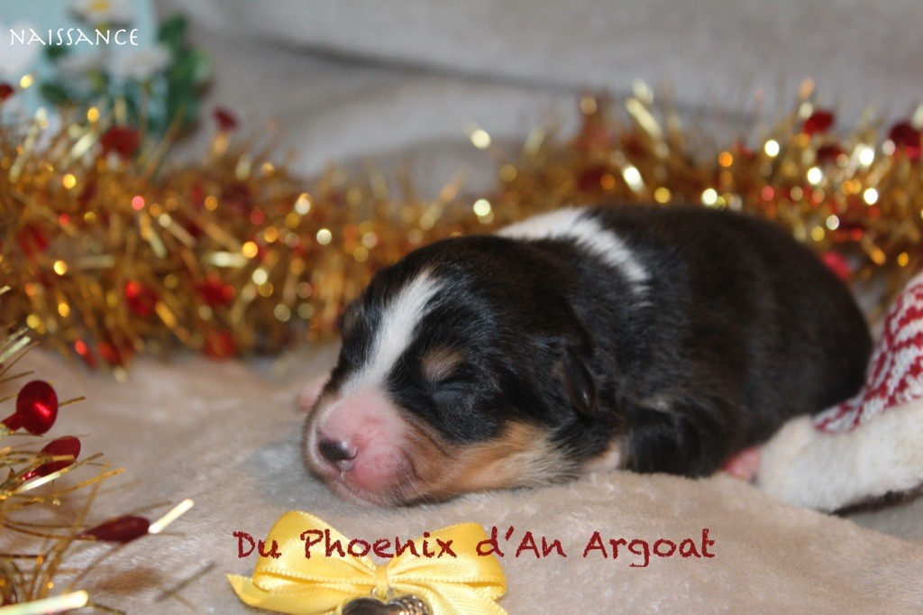 Du Phoenix D'an Argoat - Chiot disponible  - Berger Australien