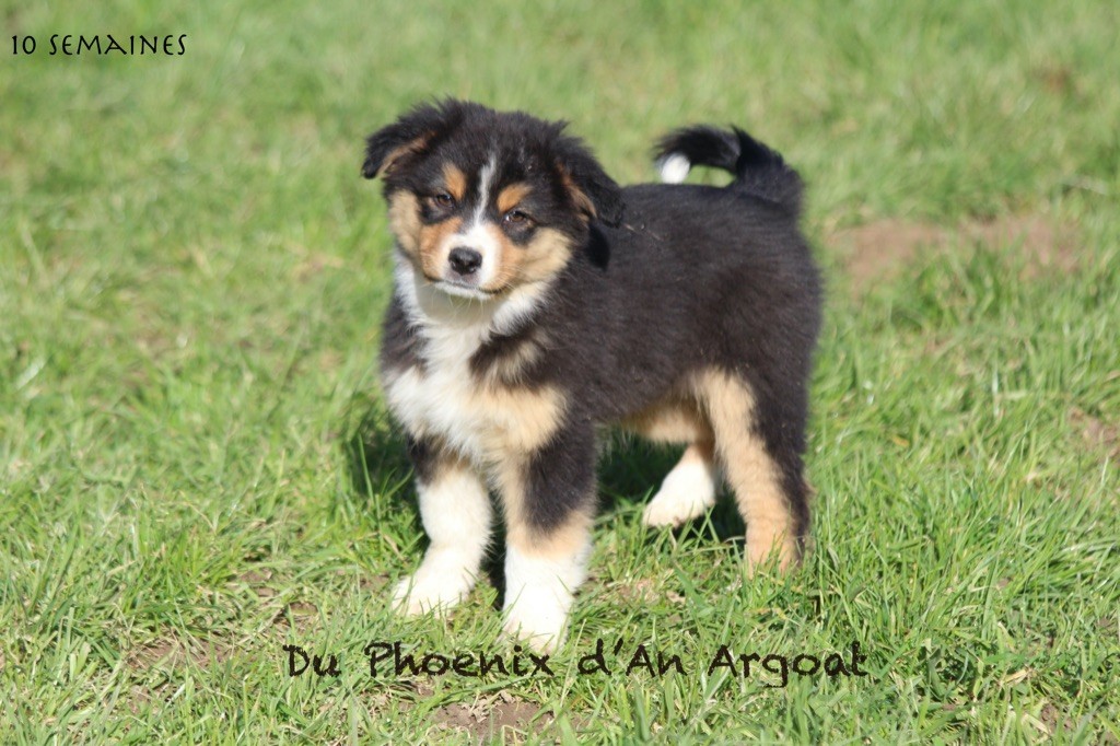 Du Phoenix D'an Argoat - Chiot disponible  - Berger Australien