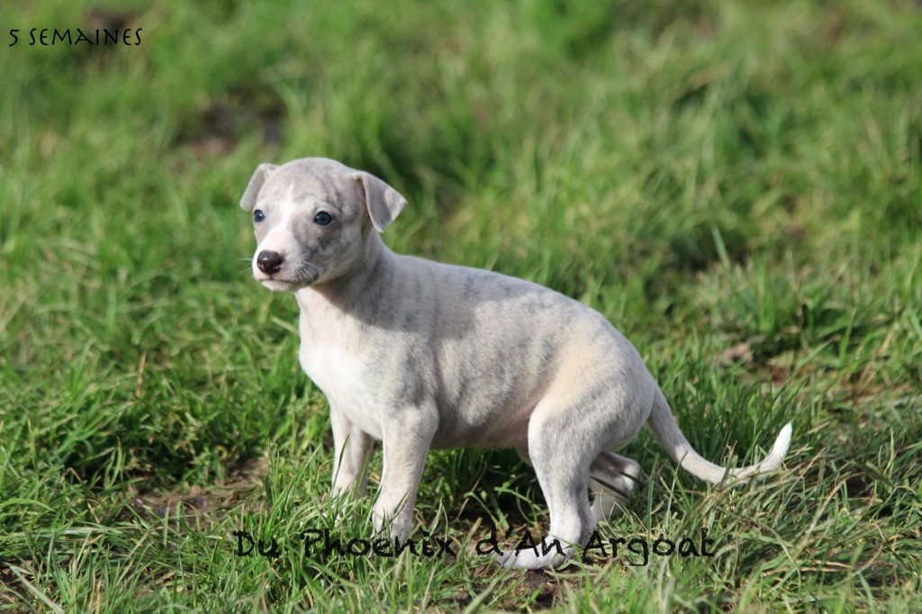 Du Phoenix D'an Argoat - Chiot disponible  - Whippet