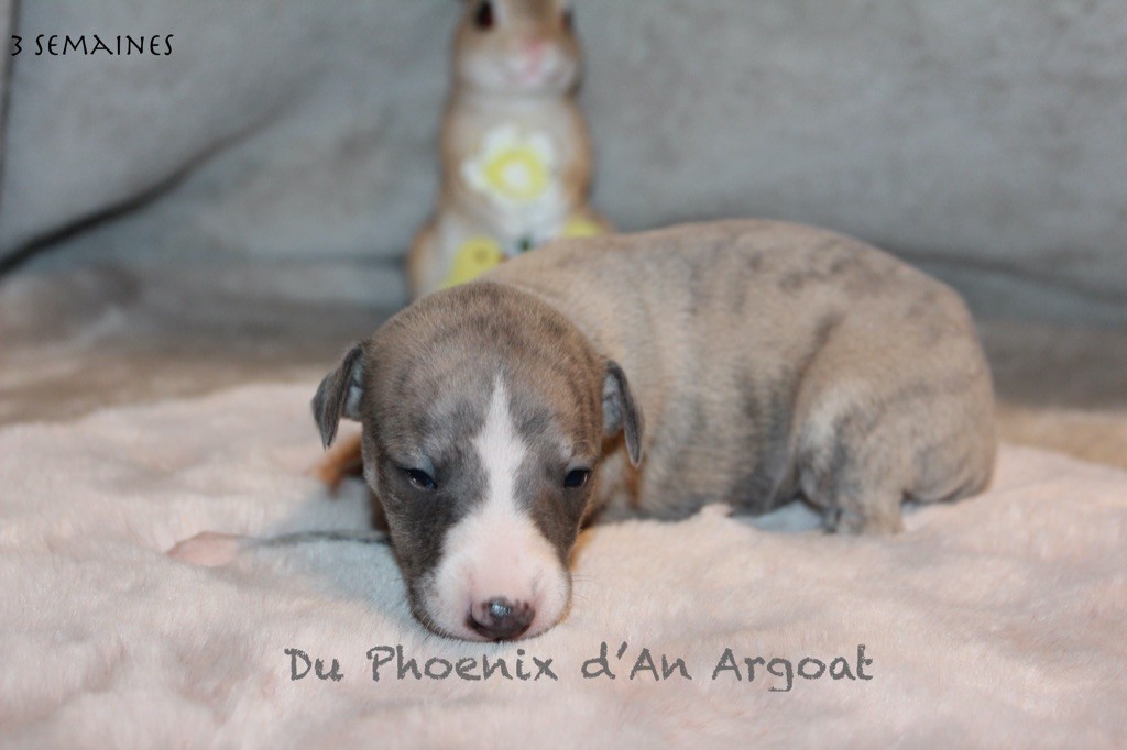 Du Phoenix D'an Argoat - Chiot disponible  - Whippet