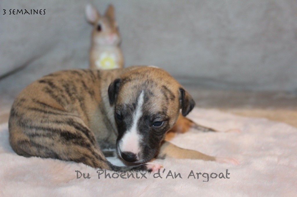 Du Phoenix D'an Argoat - Chiot disponible  - Whippet