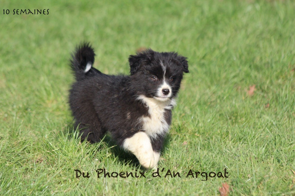 Du Phoenix D'an Argoat - Chiot disponible  - Berger Australien