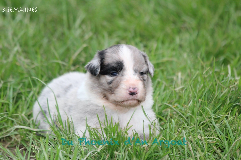 Du Phoenix D'an Argoat - Chiot disponible  - Berger Australien