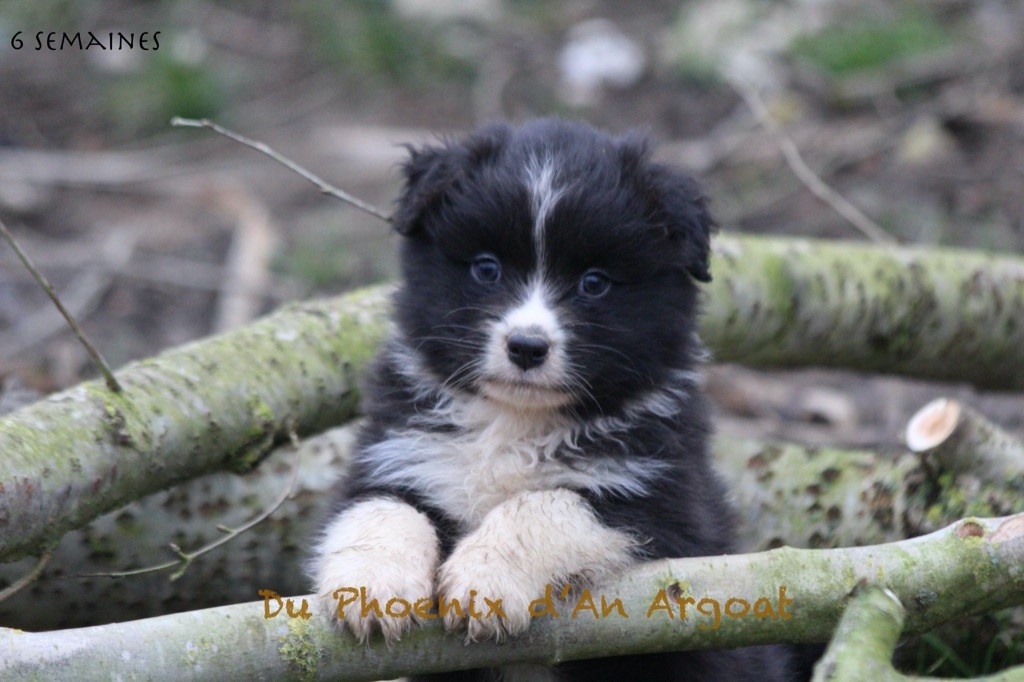 Du Phoenix D'an Argoat - Chiot disponible  - Berger Australien