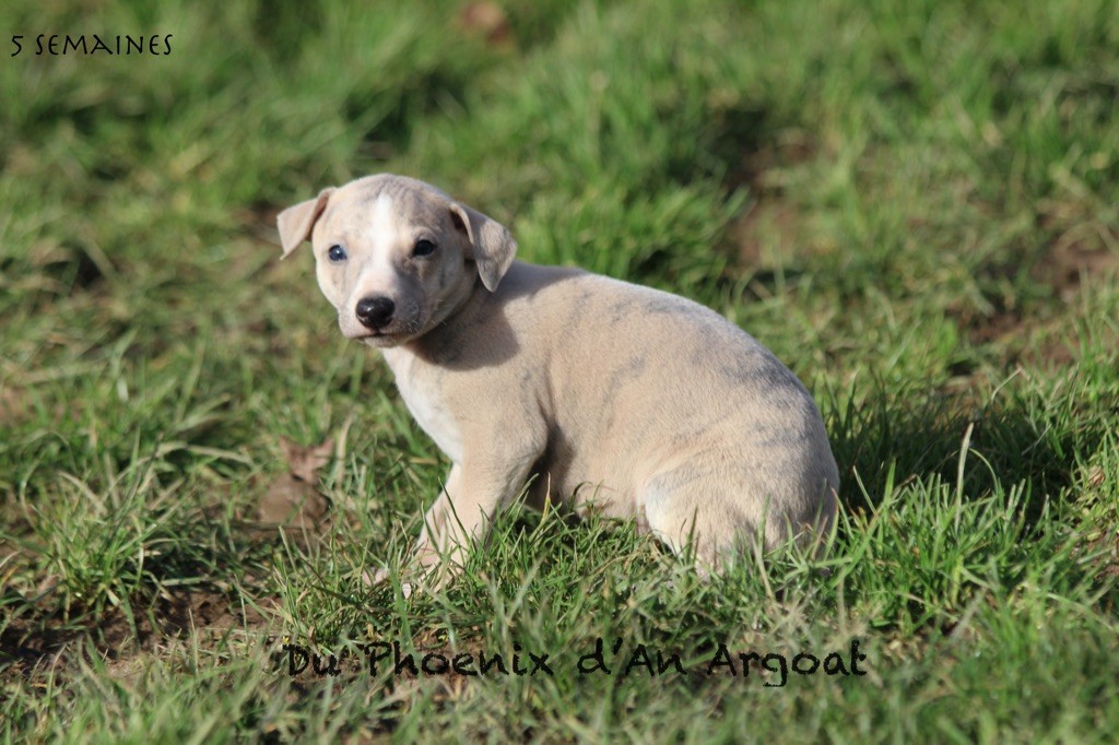 Du Phoenix D'an Argoat - Chiot disponible  - Whippet