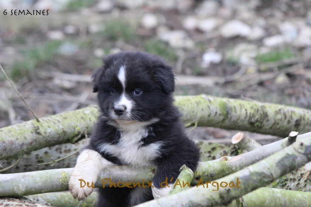 Du Phoenix D'an Argoat - Chiot disponible  - Berger Australien