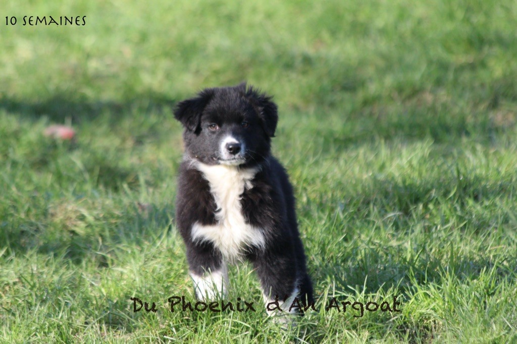 Du Phoenix D'an Argoat - Chiot disponible  - Berger Australien