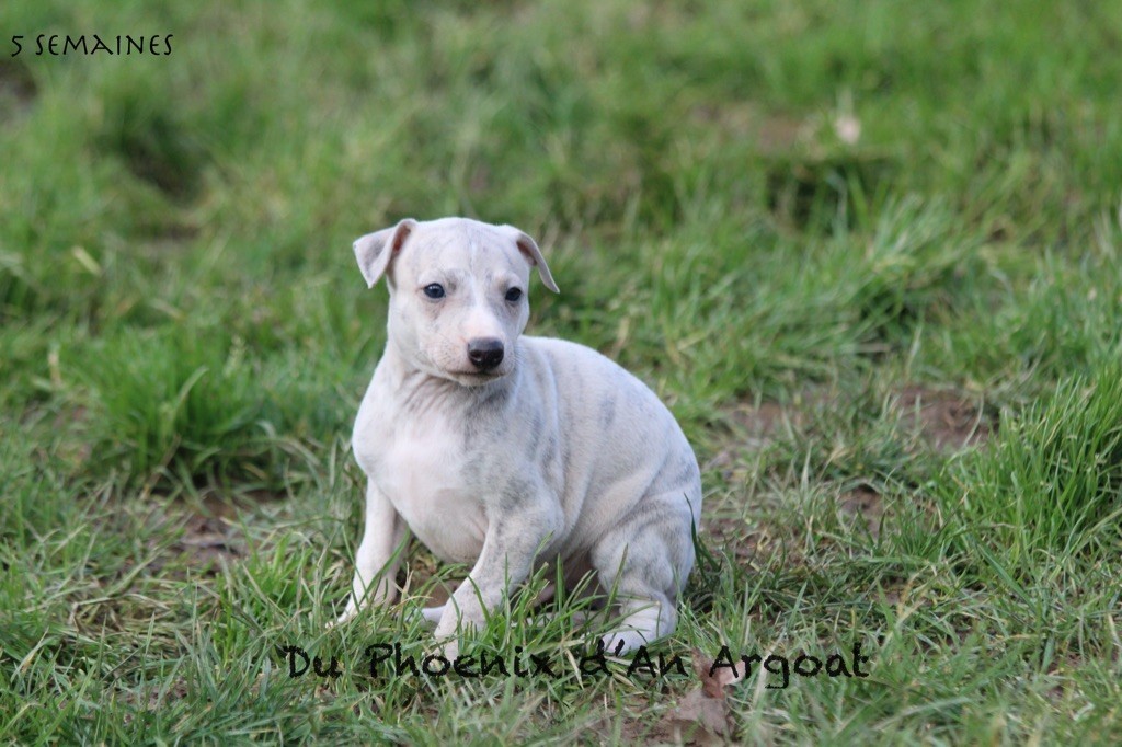 Du Phoenix D'an Argoat - Chiot disponible  - Whippet