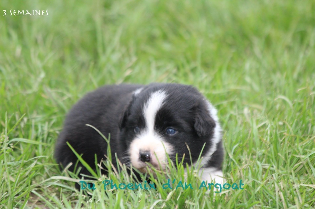 Du Phoenix D'an Argoat - Chiot disponible  - Berger Australien