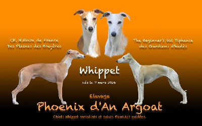 Du Phoenix D'an Argoat - Whippet - Portée née le 07/03/2024