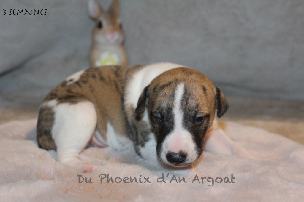 Du Phoenix D'an Argoat - Chiot disponible  - Whippet