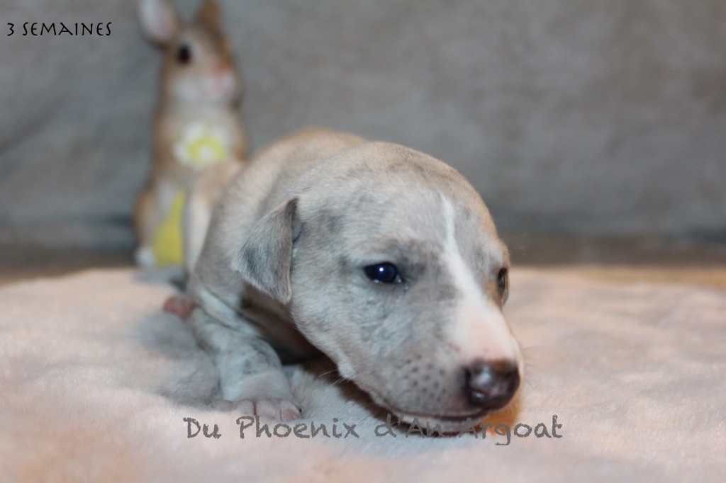 Du Phoenix D'an Argoat - Chiot disponible  - Whippet