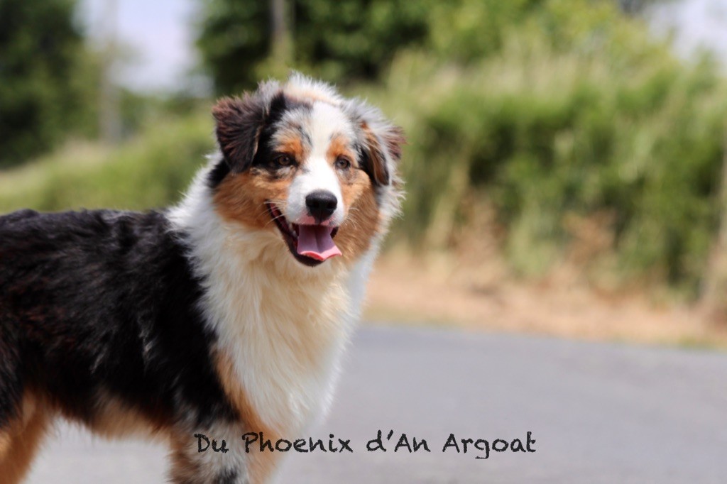 Du Phoenix D'an Argoat - Chiot disponible  - Berger Australien