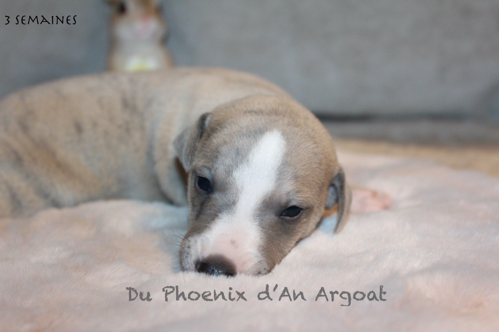 Du Phoenix D'an Argoat - Chiot disponible  - Whippet