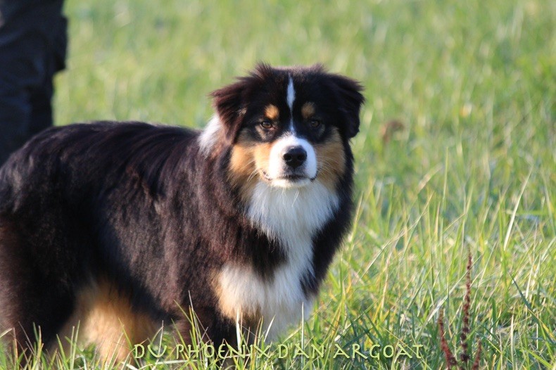 chiot Berger Australien Du Phoenix D'an Argoat