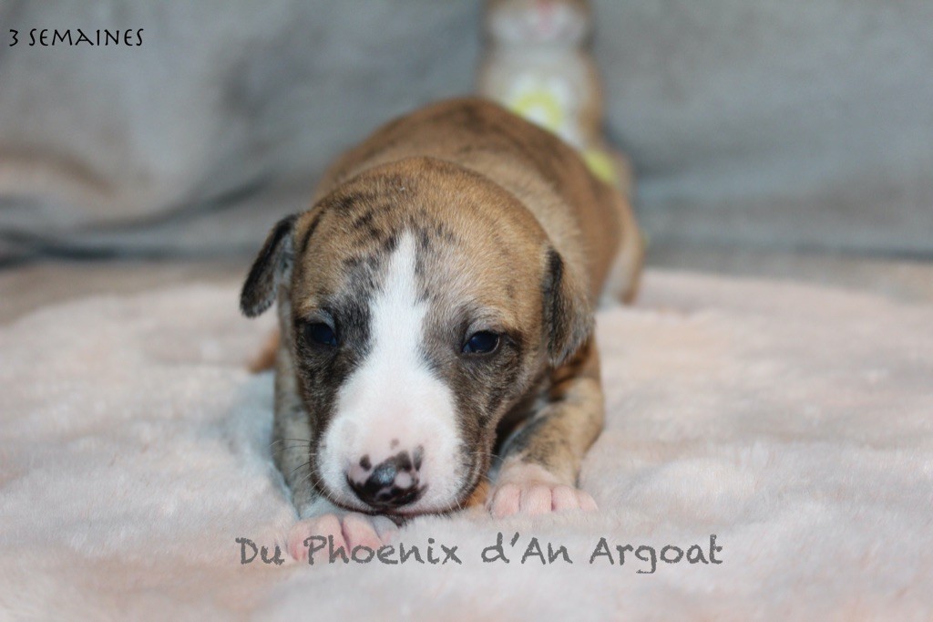 chiot Whippet Du Phoenix D'an Argoat