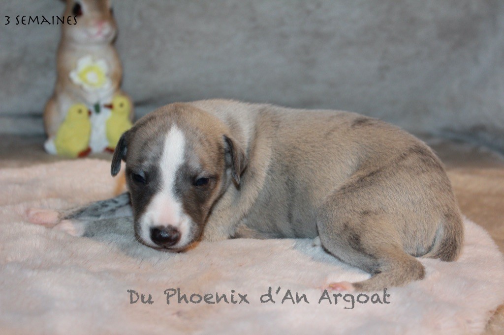 Du Phoenix D'an Argoat - Chiot disponible  - Whippet