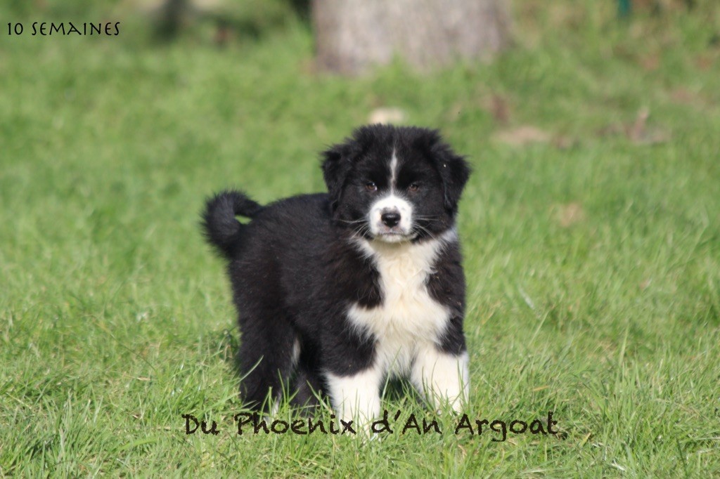 Du Phoenix D'an Argoat - Chiot disponible  - Berger Australien