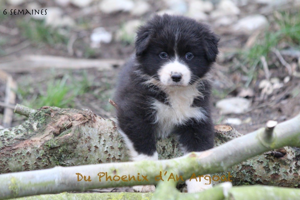 Du Phoenix D'an Argoat - Chiot disponible  - Berger Australien