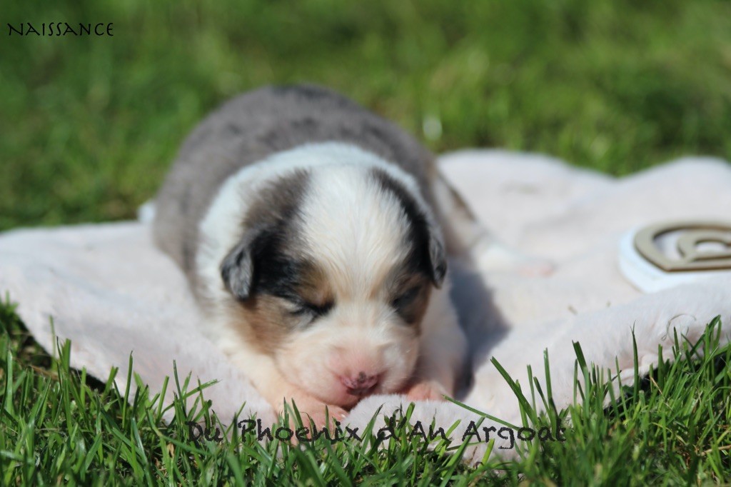 Du Phoenix D'an Argoat - Chiots disponibles - Berger Australien