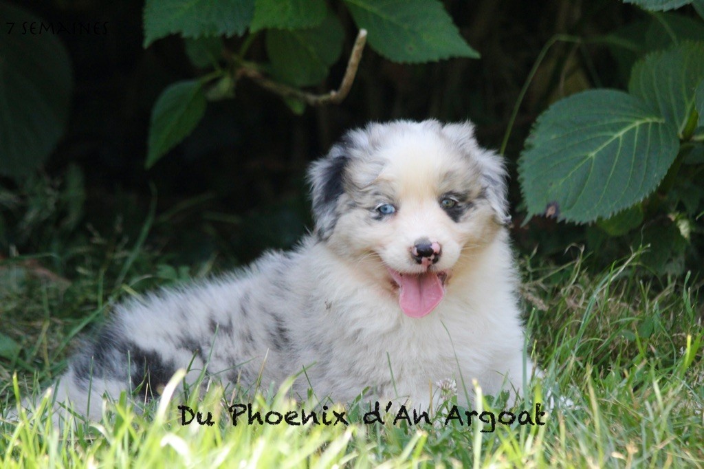 Du Phoenix D'an Argoat - Chiots disponibles - Berger Australien
