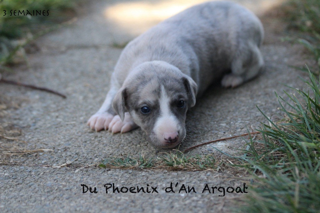 Du Phoenix D'an Argoat - Chiots disponibles - Whippet