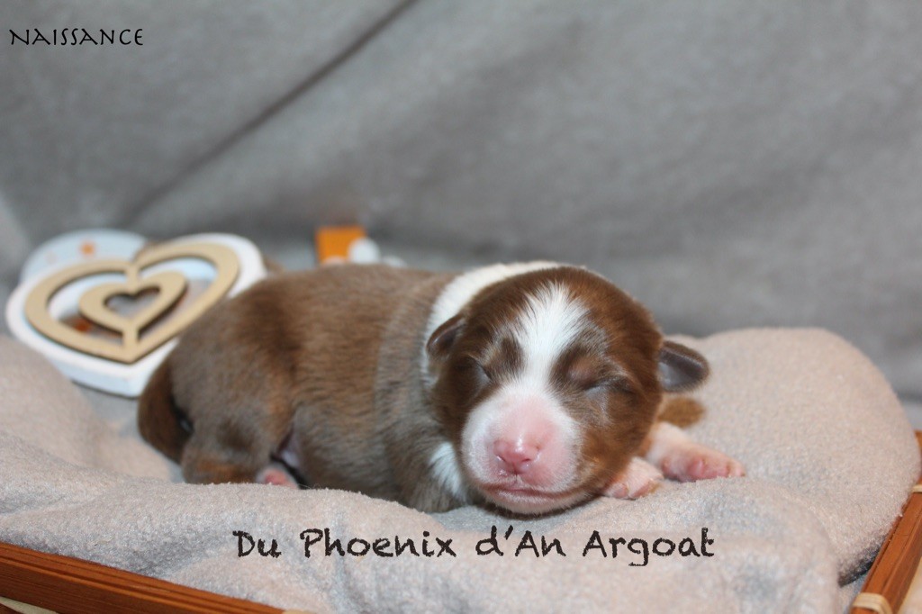 Du Phoenix D'an Argoat - Chiots disponibles - Berger Australien