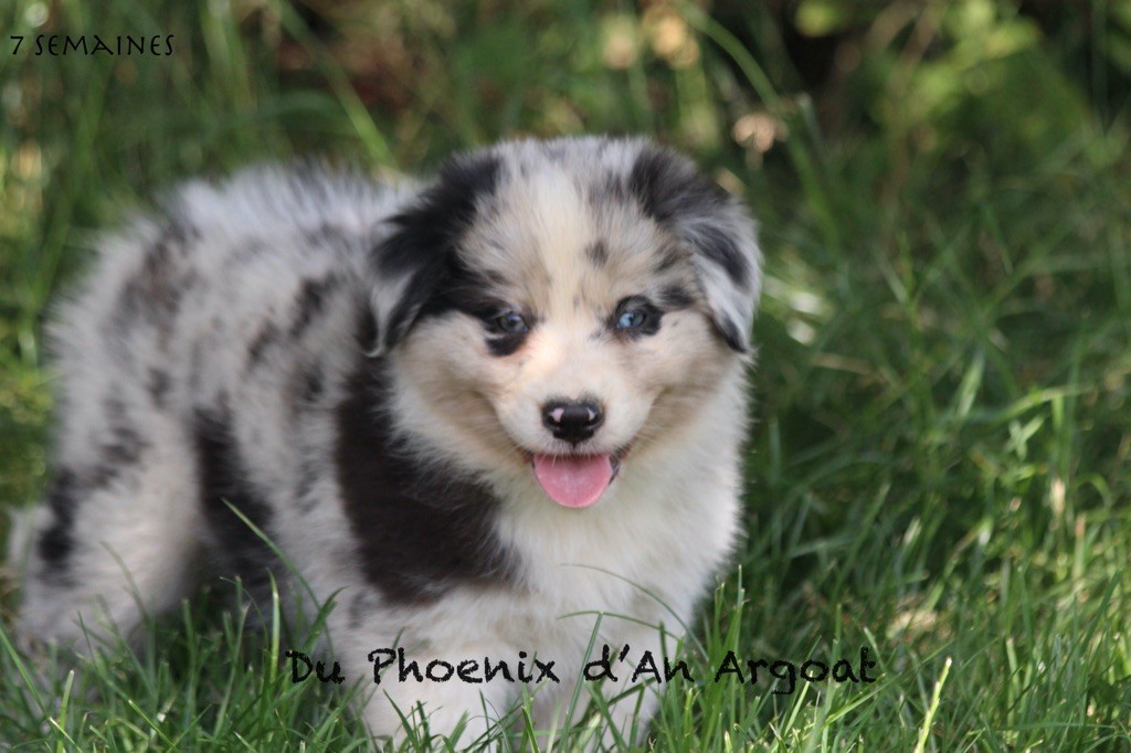 Du Phoenix D'an Argoat - Chiots disponibles - Berger Australien