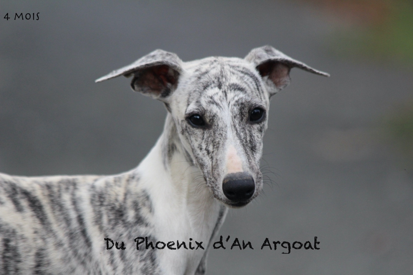 Du Phoenix D'an Argoat - Chiots disponibles - Whippet