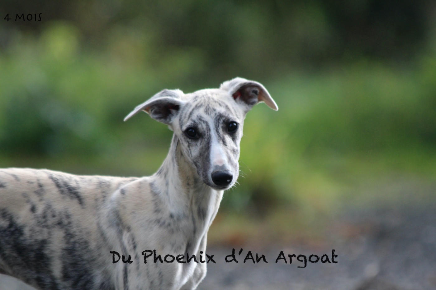 Du Phoenix D'an Argoat - Chiots disponibles - Whippet