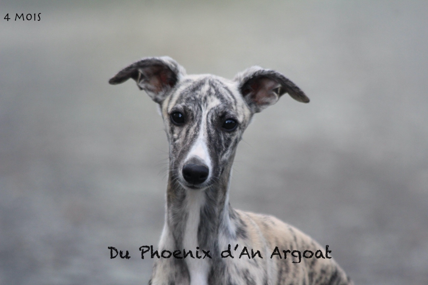 Du Phoenix D'an Argoat - Chiots disponibles - Whippet