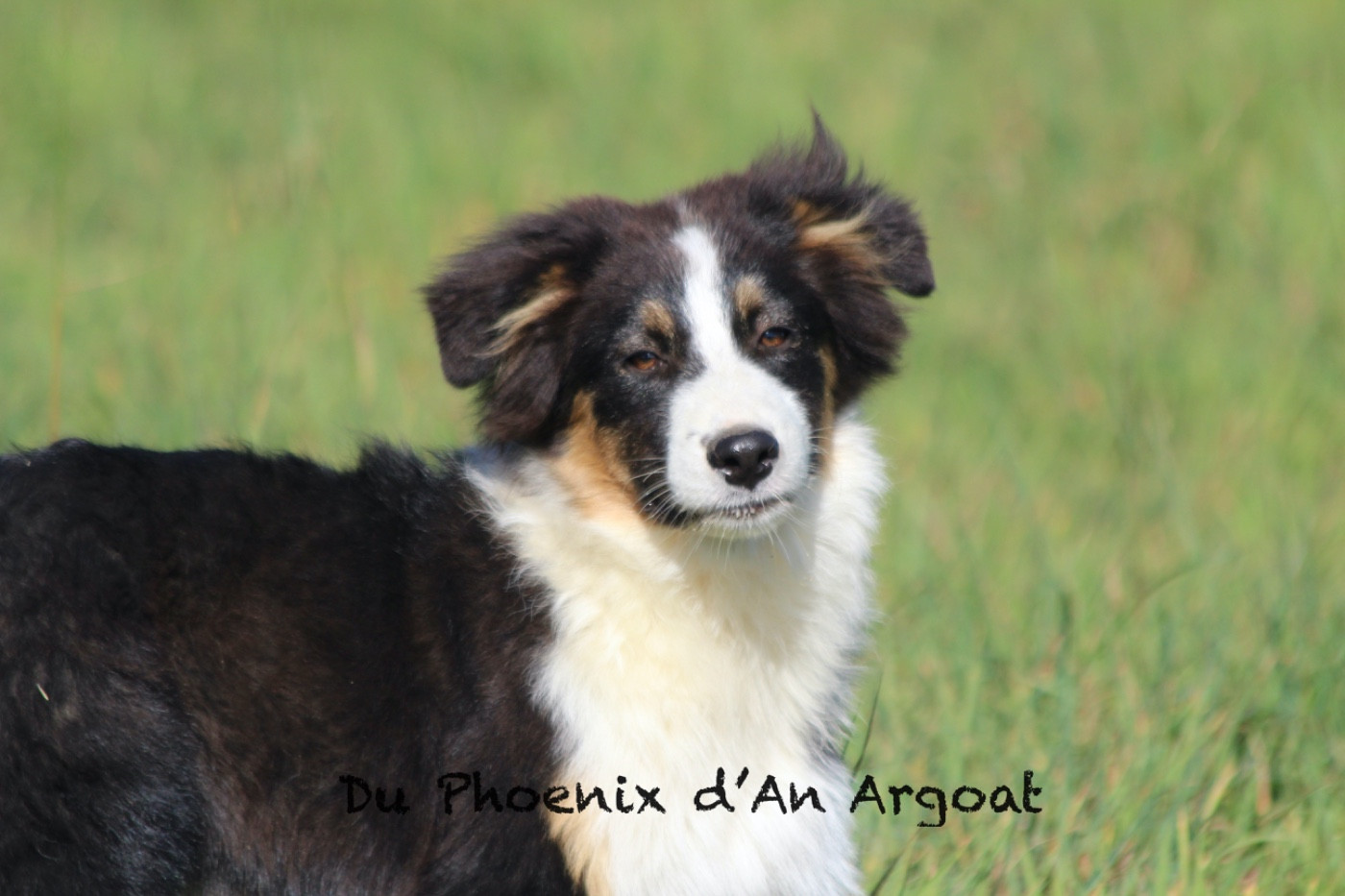 Du Phoenix D'an Argoat - Chiots disponibles - Berger Australien