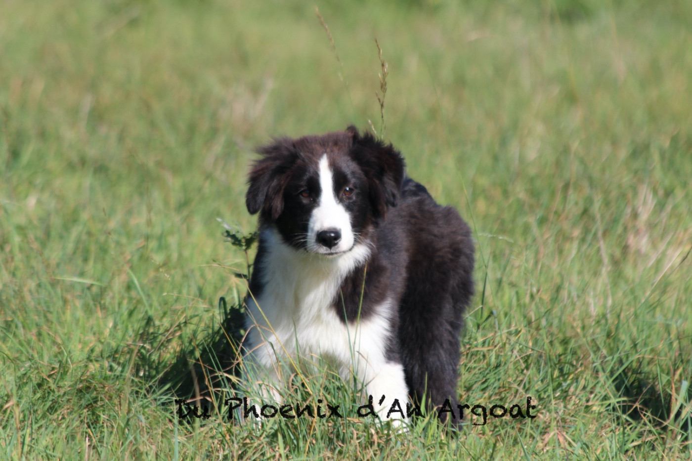 Du Phoenix D'an Argoat - Chiots disponibles - Berger Australien