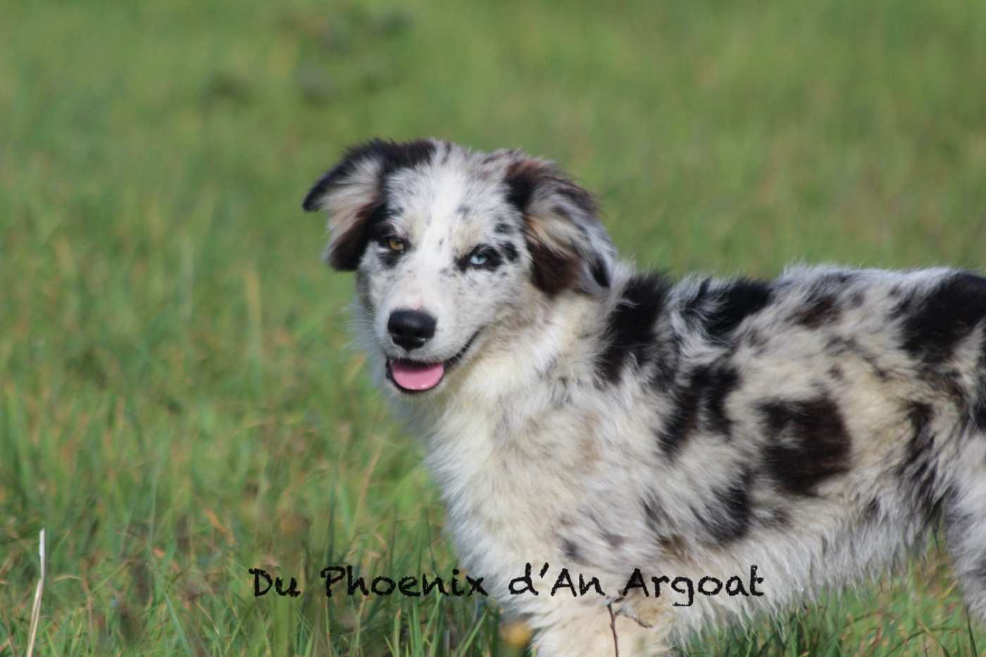 Du Phoenix D'an Argoat - Chiots disponibles - Berger Australien