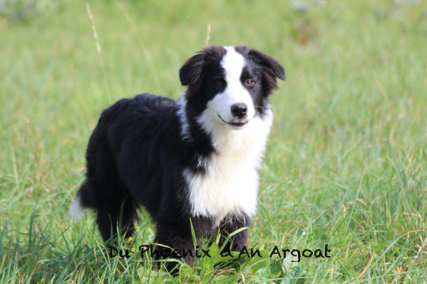 Du Phoenix D'an Argoat - Chiots disponibles - Berger Australien