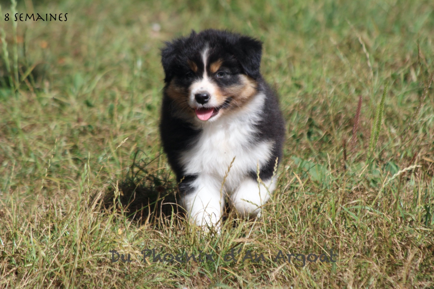 Du Phoenix D'an Argoat - Berger Australien - Portée née le 11/07/2025