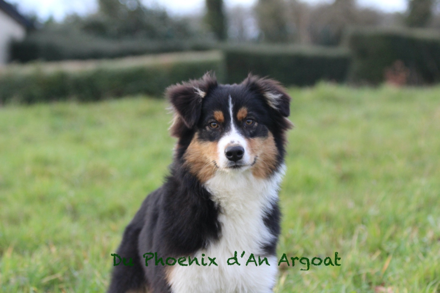Du Phoenix D'an Argoat - Chiots disponibles - Berger Australien