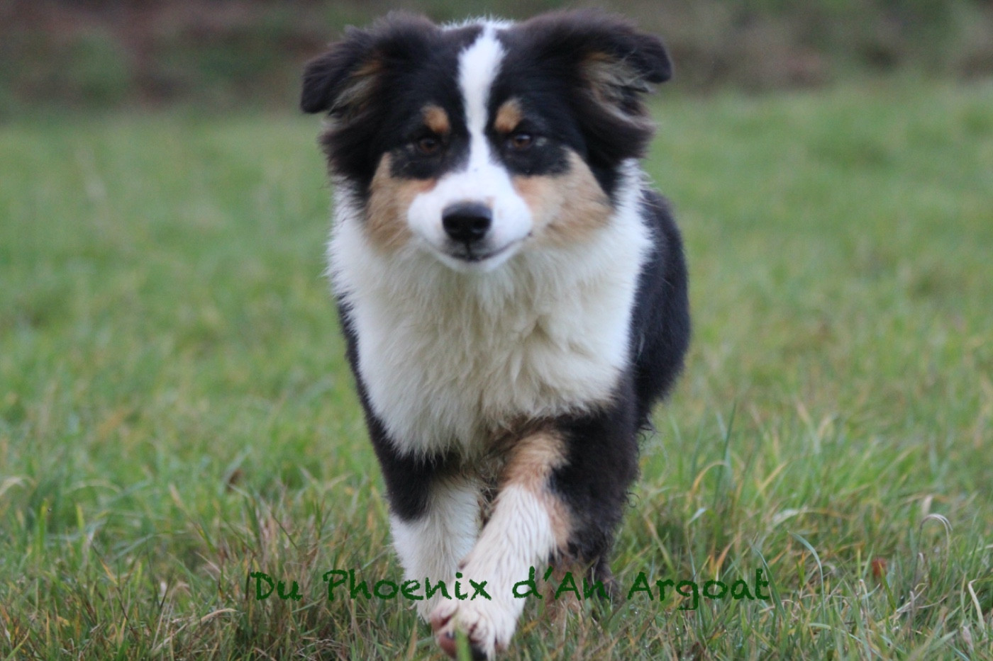 Du Phoenix D'an Argoat - Chiots disponibles - Berger Australien