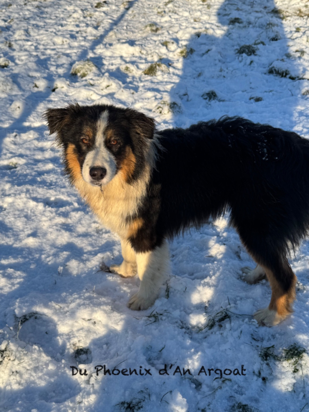 Du Phoenix D'an Argoat - Chiots disponibles - Berger Australien