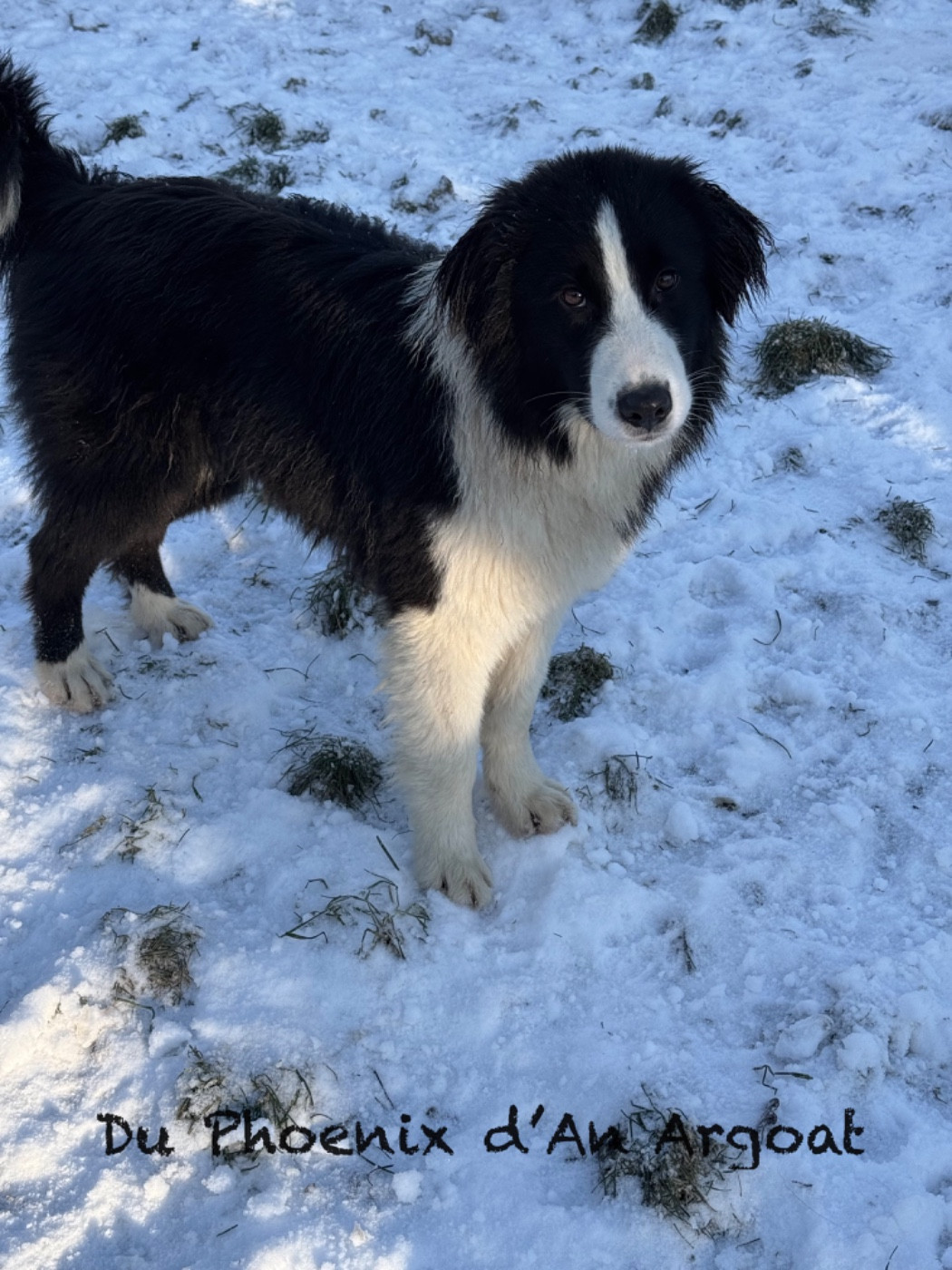 Du Phoenix D'an Argoat - Chiots disponibles - Berger Australien