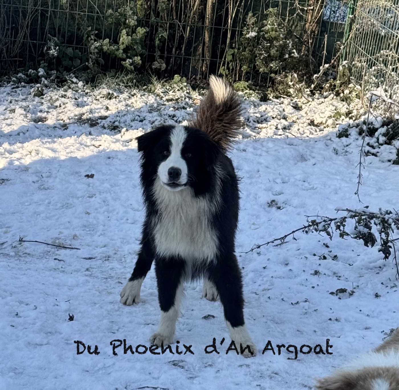 Du Phoenix D'an Argoat - Chiots disponibles - Berger Australien