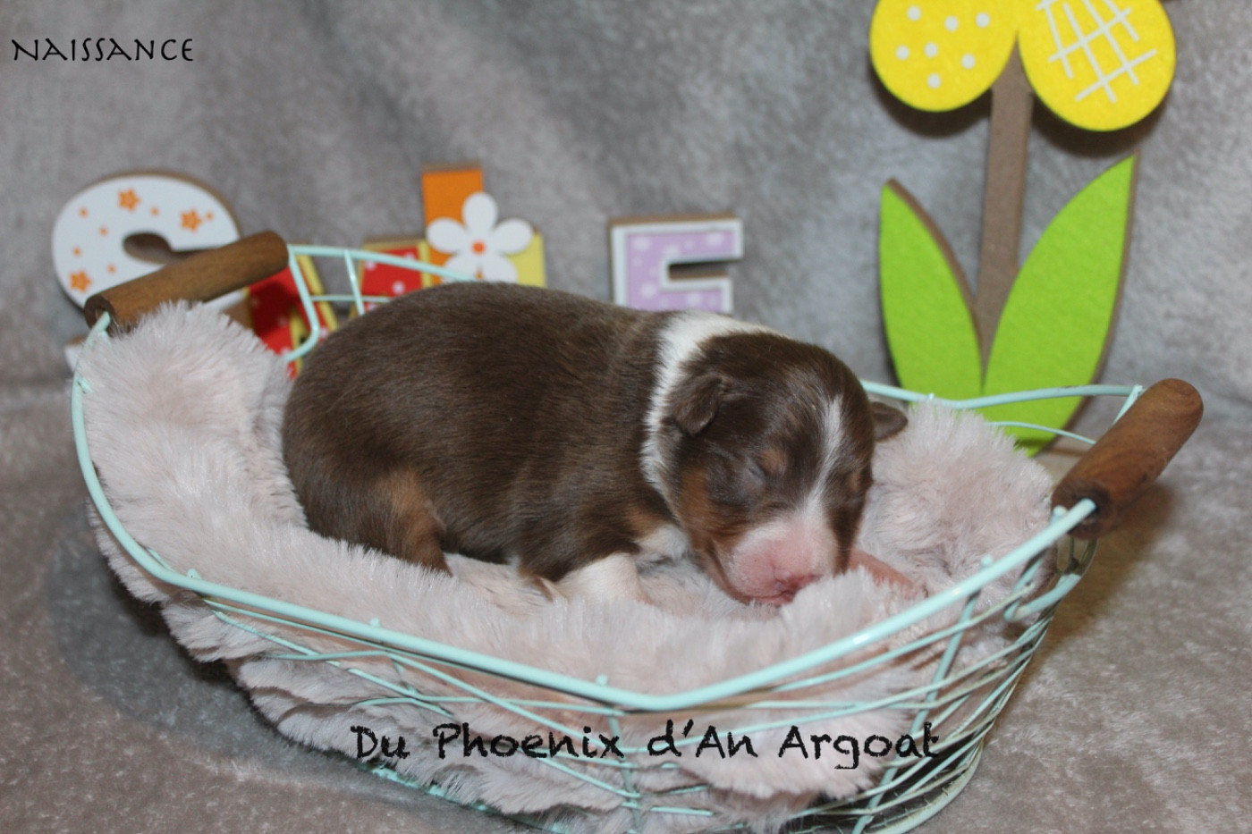 Du Phoenix D'an Argoat - Chiots disponibles - Berger Australien