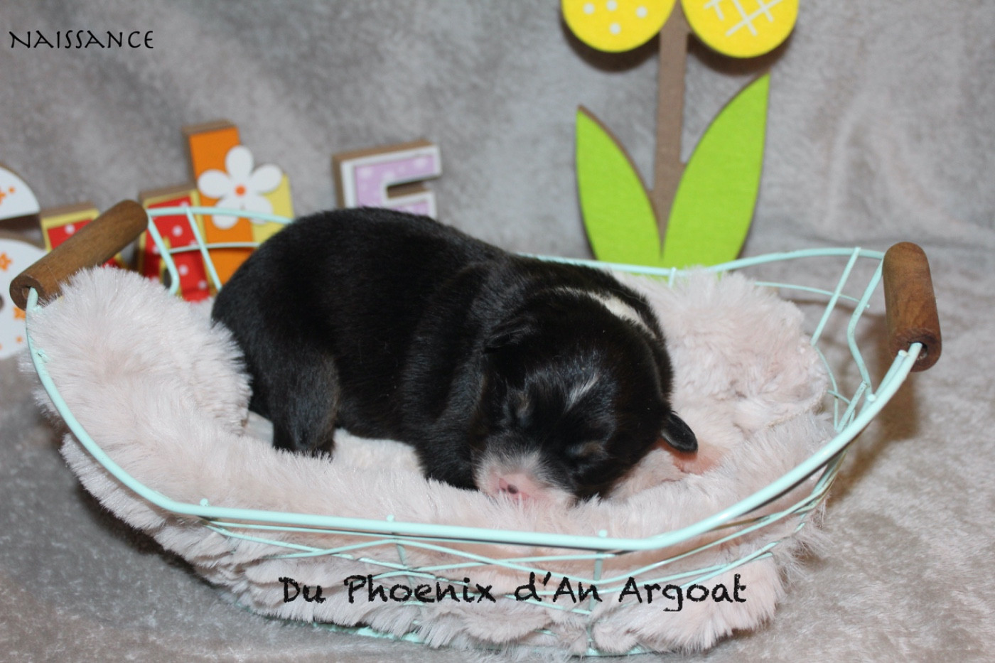 Du Phoenix D'an Argoat - Chiots disponibles - Berger Australien