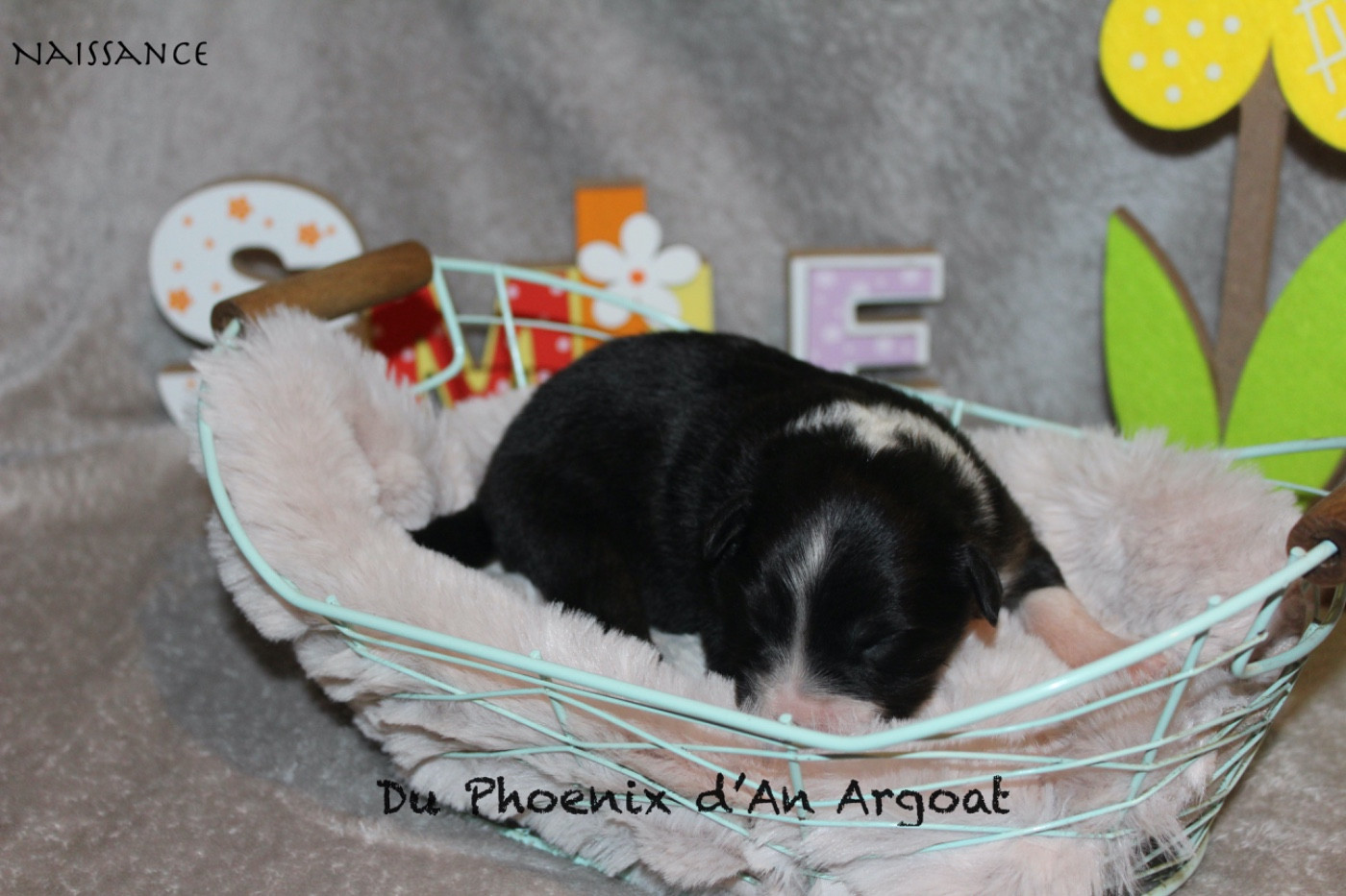 Du Phoenix D'an Argoat - Chiots disponibles - Berger Australien